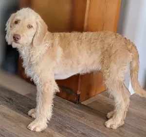 A light tan, medium-sized goldendoodle with a wavy, shaggy coat stands indoors on a wooden floor, looking at the camera.