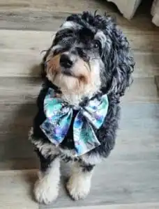 A fluffy black and white labradoodle with curly fur sits on a wooden floor, wearing a large, colorful floral bow around its neck, looking up with a sweet expression.