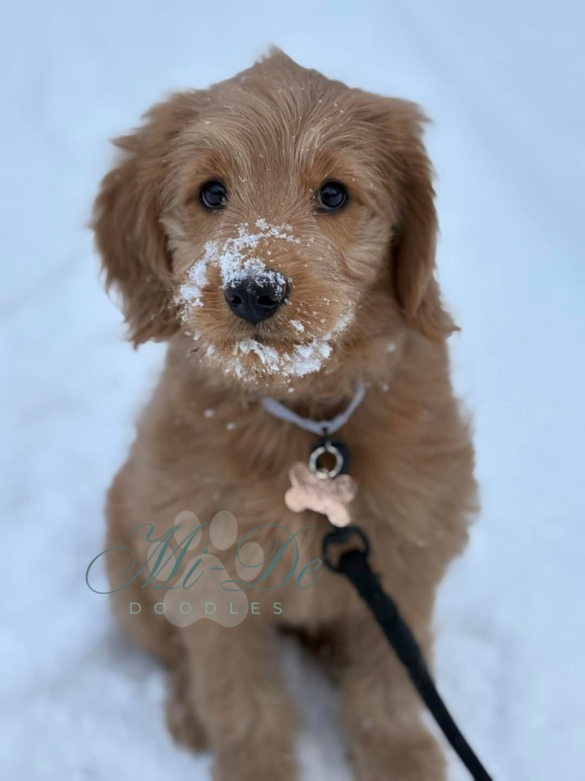 Clara - Went to Pennsylvania