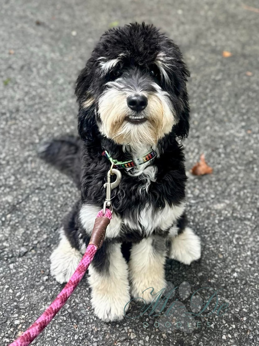 Evie