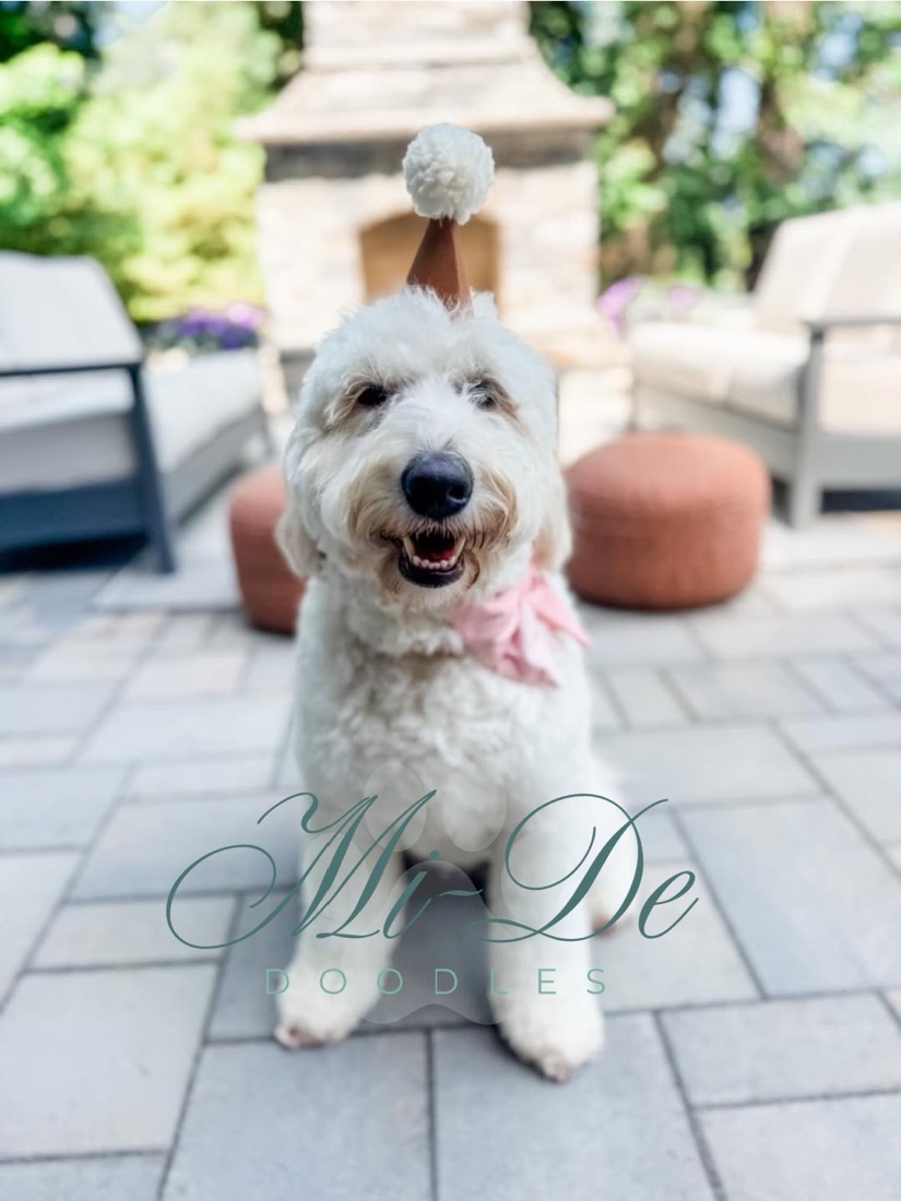 Dolly - South Carolina
