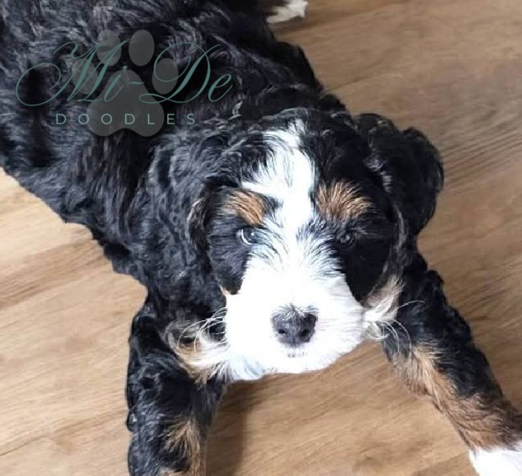 Sneezy, a Multigeneration Bernedoodle Puppy puppy