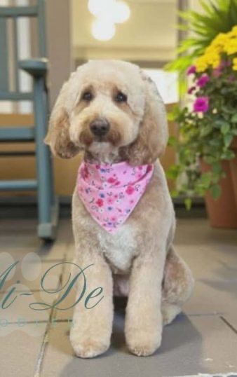 Marlee, a Goldendoodle & Bernedoodle