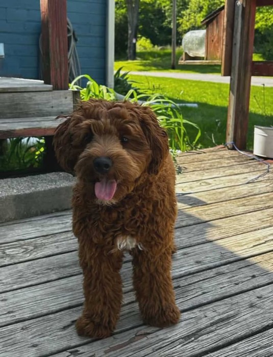 Remy, a Goldendoodle & Bernedoodle