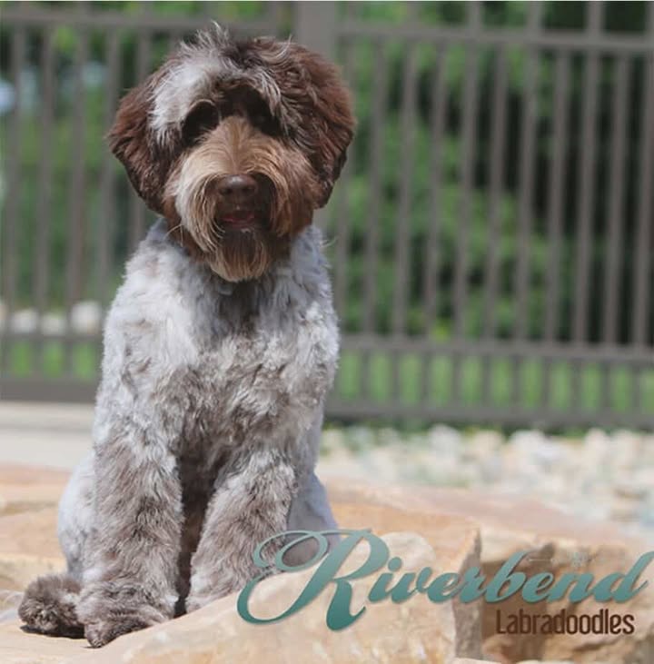 Paisley, a Chocolate Parti Labradoodle Puppy puppy — photo 4 of 4
