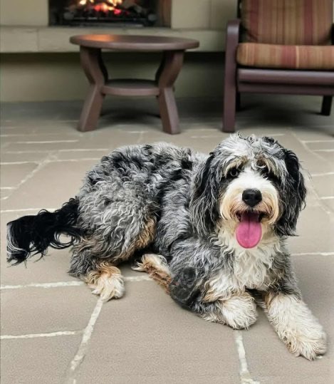 Annie, a Goldendoodle & Bernedoodle