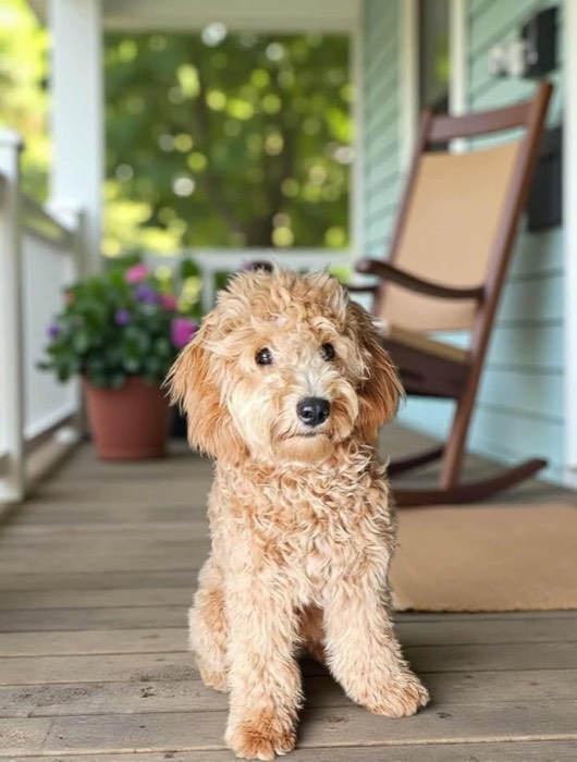 2Charlotte, a Goldendoodle & Bernedoodle