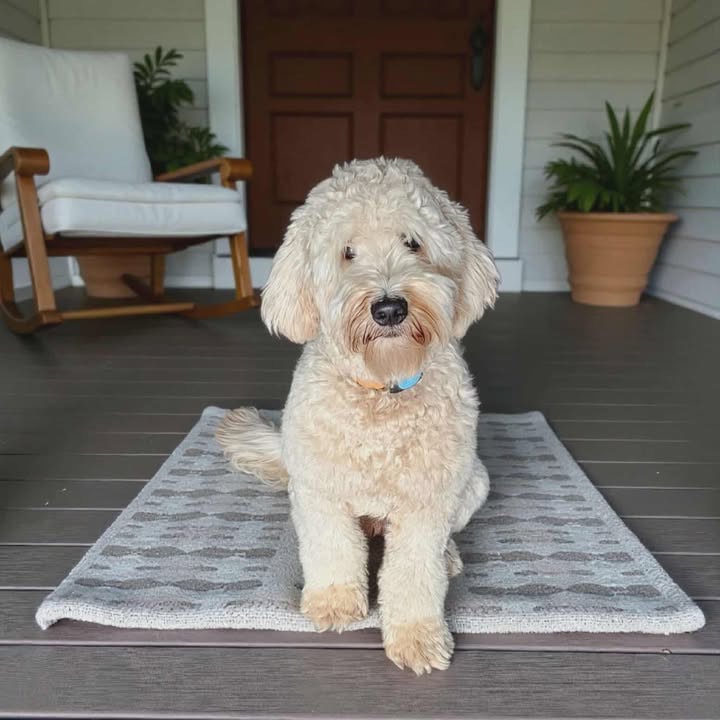 Greta, a Goldendoodle & Bernedoodle