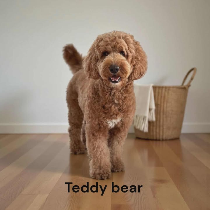 A fluffy brown dog with curly fur stands on a wooden floor, looking at the camera. Behind the dog is a woven basket with a white cloth draped over the side. The text Teddy bear appears at the bottom.