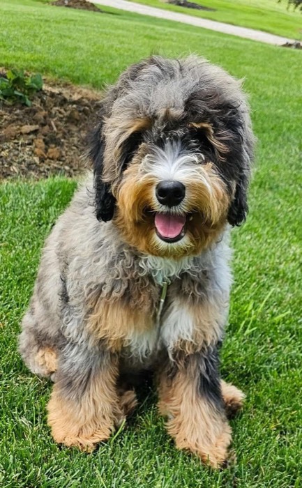 Libby, a Goldendoodle & Bernedoodle