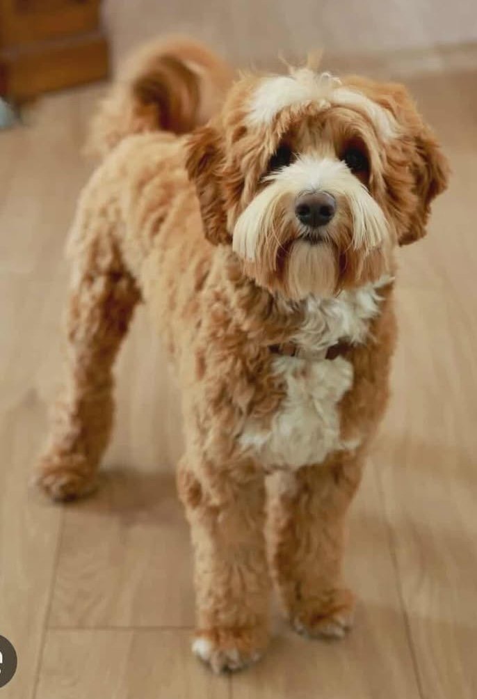 A fluffy brown and white dog with curly fur stands on a wooden floor, looking directly at the camera.