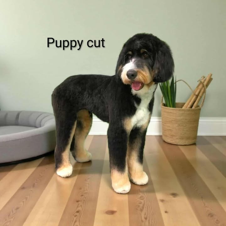 A black, brown, and white dog with a puppy cut stands on a wooden floor next to a gray dog bed and a potted plant. The words Puppy cut are written on the wall above the dog.