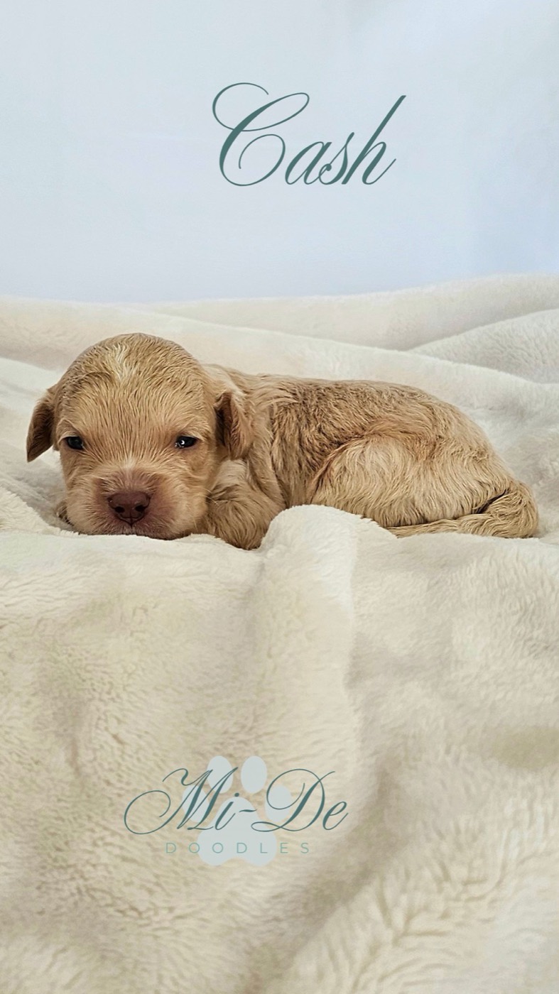 A small, curly-haired tan puppy lies on a soft, cream-colored blanket. The name Cash is written above the puppy, and Mi-De Doodles appears at the bottom of the image.