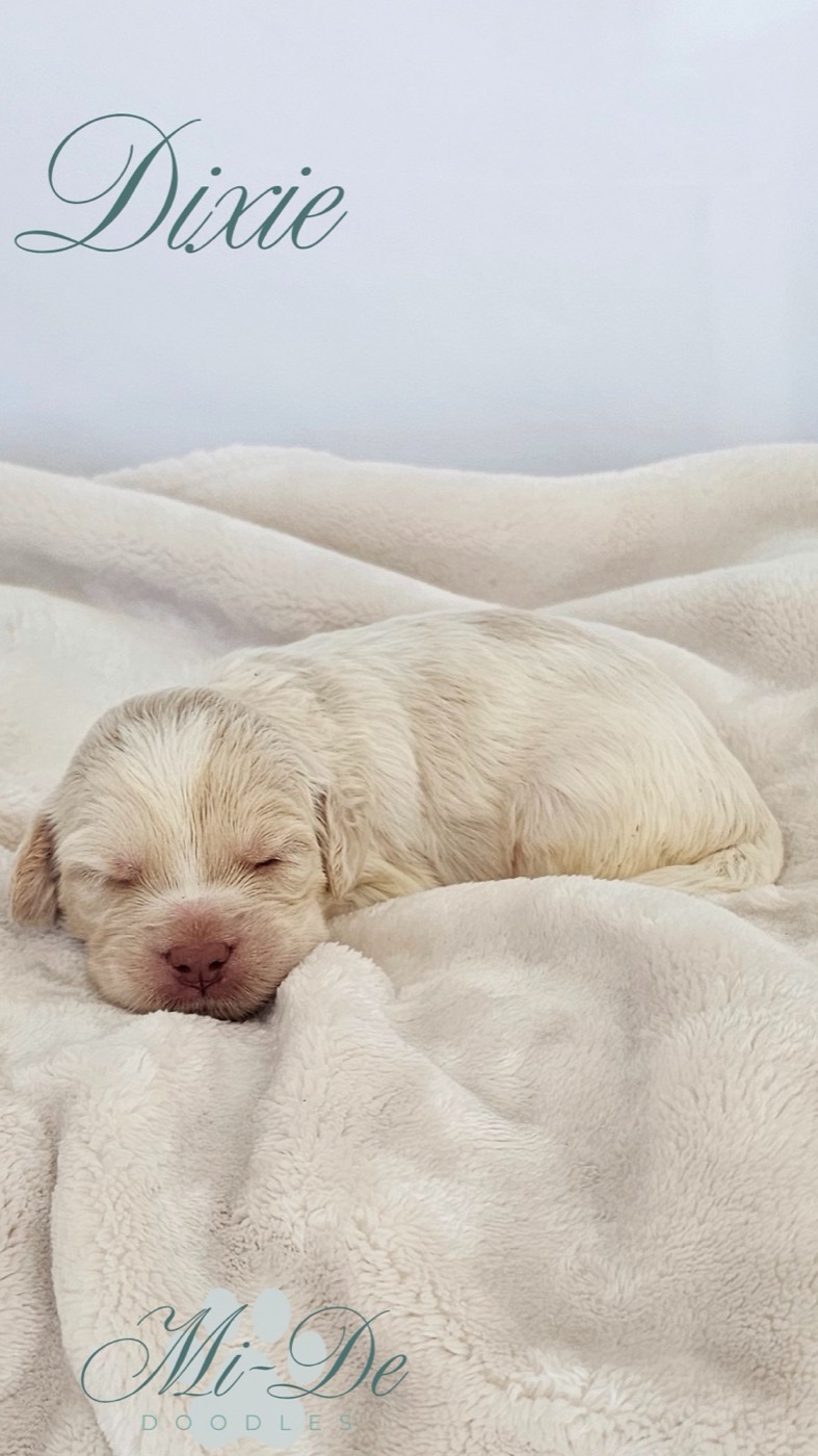 A small, cream-colored puppy named Dixie is sleeping on a soft, white blanket. The name Dixie is written in cursive at the top left, and Mi-De Doodles is at the bottom.