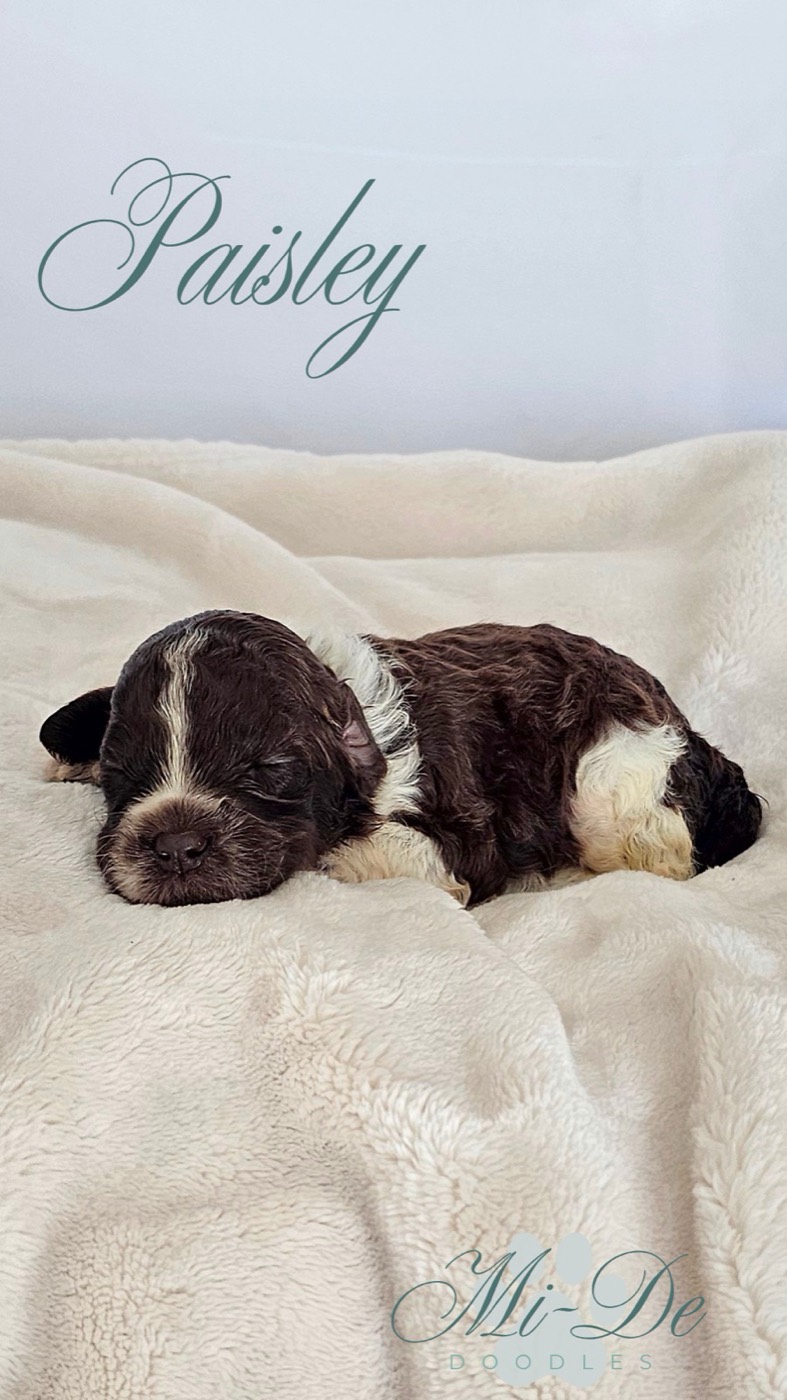 Paisley, a Chocolate Parti Labradoodle Puppy puppy — photo 2 of 4