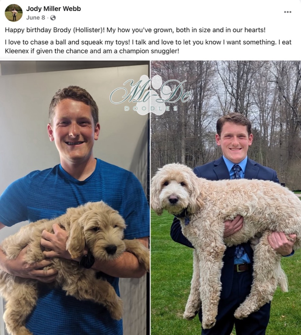 goldendoodle grooming tools