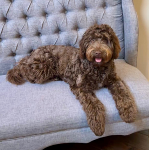goldendoodle grooming tools