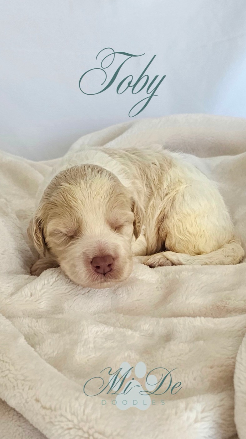 A small, cream-colored puppy named Toby sleeps curled up on a soft, white blanket. The name Toby is written above, and Mi-De Doodles is displayed at the bottom of the image.
