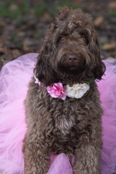 Dolly, a Chocolate Labradoodle Puppy puppy — photo 4 of 4