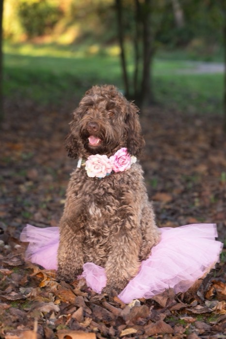 Paisley, a Chocolate Parti Labradoodle Puppy puppy — photo 3 of 4
