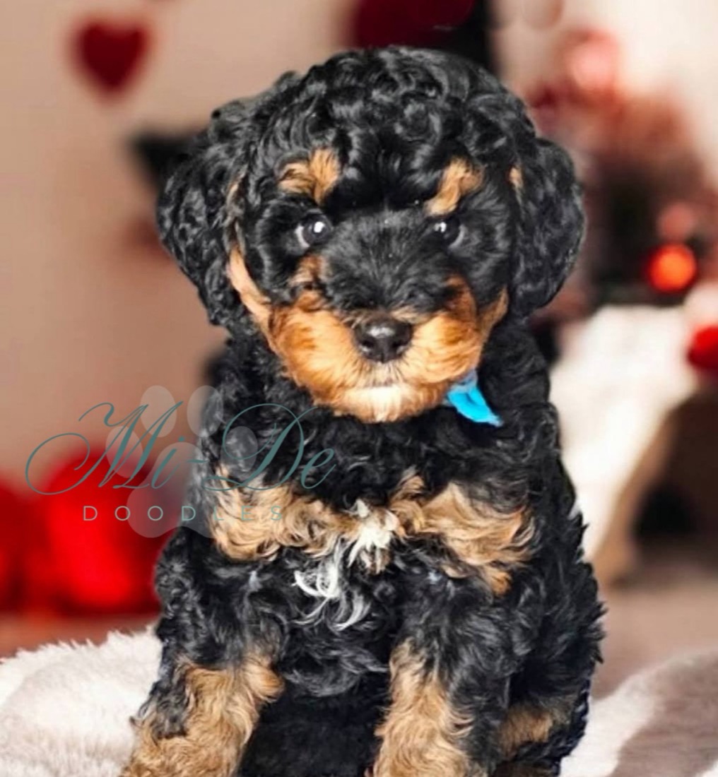 DOC, a Multigeneration Bernedoodle Puppy puppy