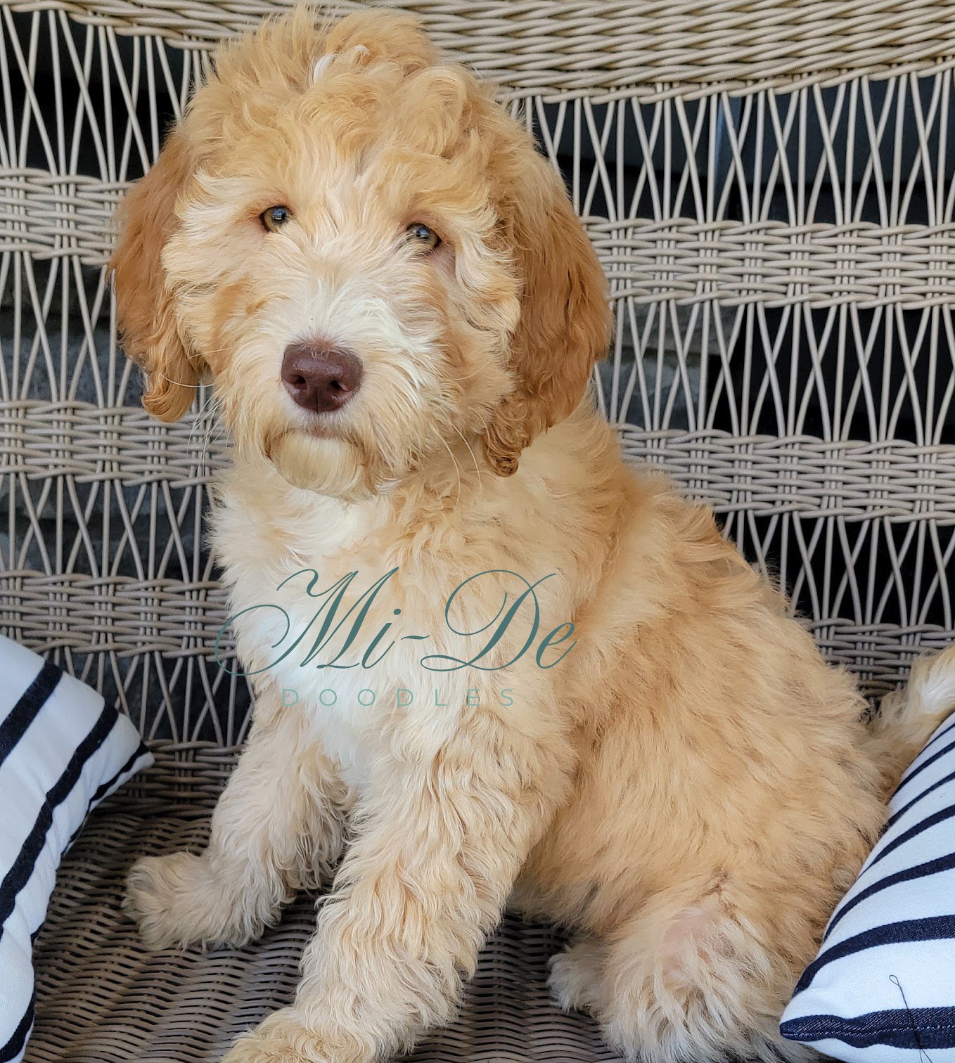 A fluffy, light tan Labradoodle puppy sits on a wicker chair between two striped cushions, looking at the camera. This adorable labradoodle has soft, curly fur and a sweet expression. The words Mi-De Doodles are faintly visible on its chest.