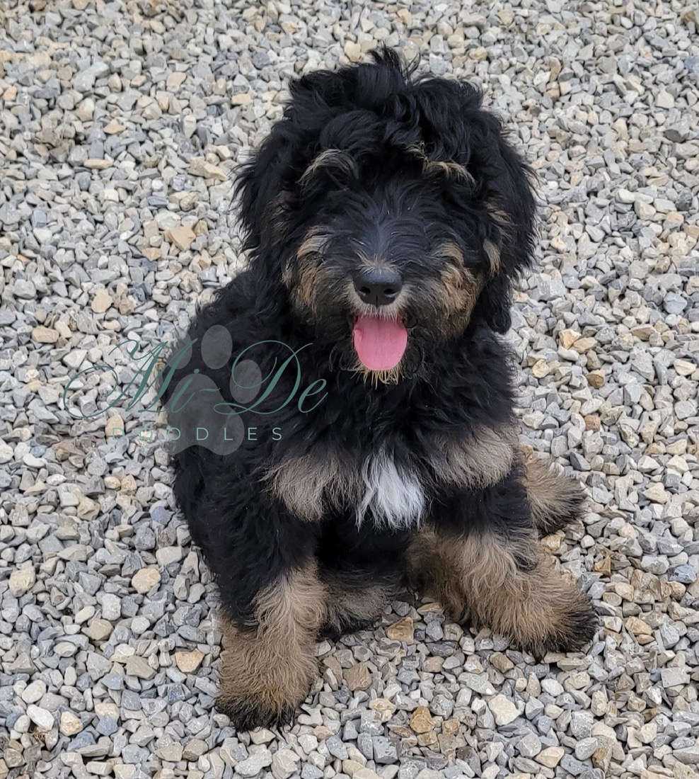 goldendoodle grooming tools
