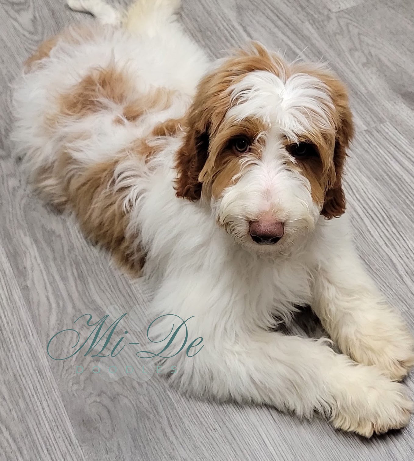 A fluffy goldendoodle with white and light brown fur lies on a gray wooden floor, looking up toward the camera with a gentle expression. The script text Mi De appears near its paws.