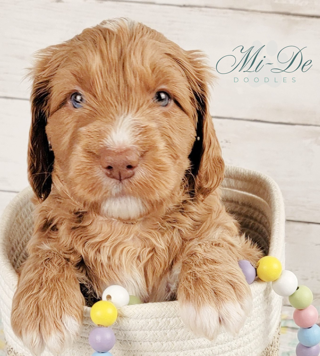A fluffy, light brown goldendoodle puppy with a white snout and chest sits in a white basket decorated with pastel beads. The background is light and the words Mi-De Doodles appear in the top right corner.