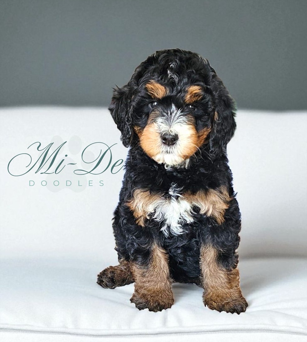 All about bernedoodles