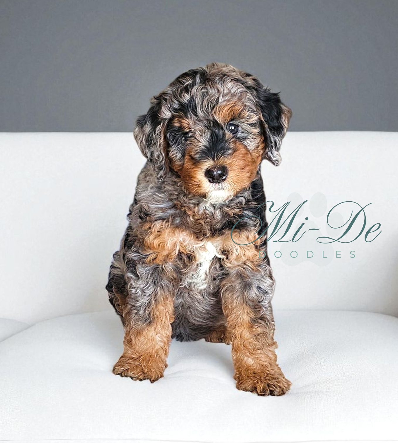 A fluffy black, gray, and tan bernedoodle puppy sits on a white couch against a gray background. The text Mi-De Doodles is overlaid beside the puppy.
