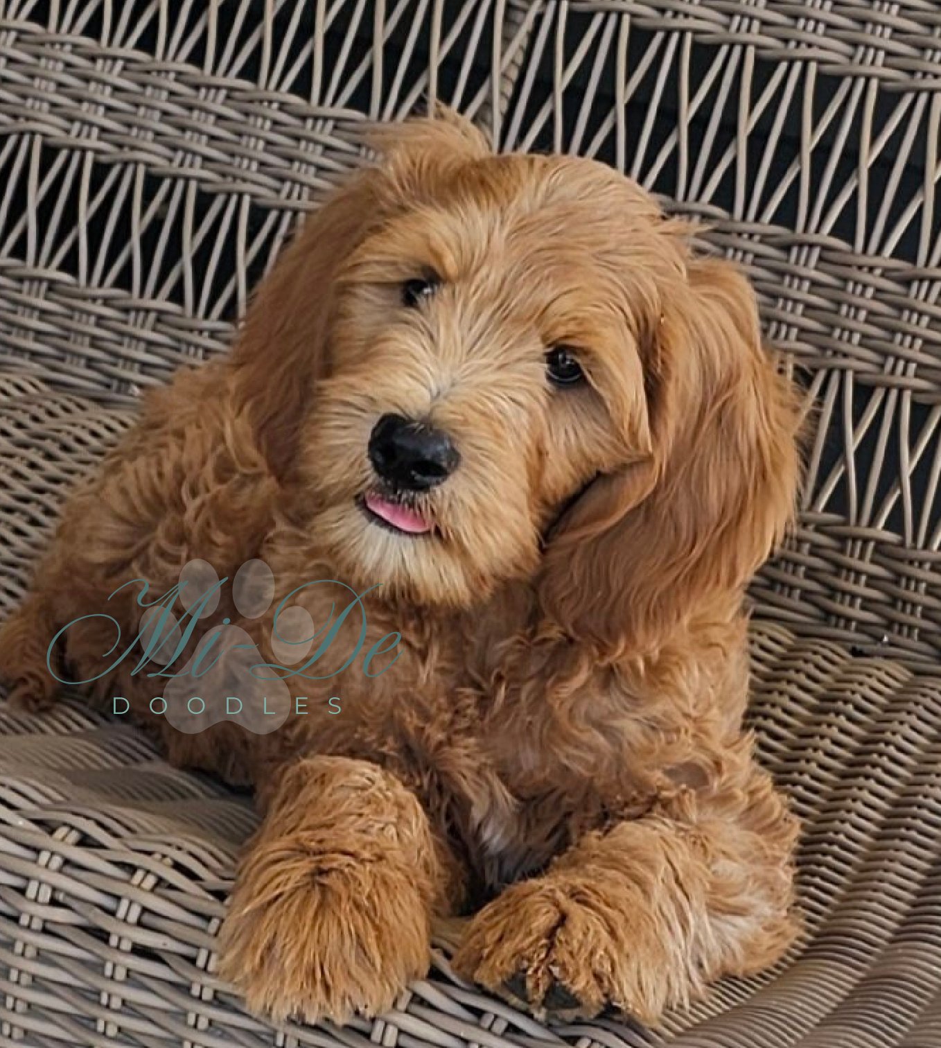A fluffy, light brown goldendoodle puppy lies on a wicker bench, looking at the camera with its mouth slightly open and tongue visible—a perfect example of why goldendoodles and labradoodles are so beloved for their charm.