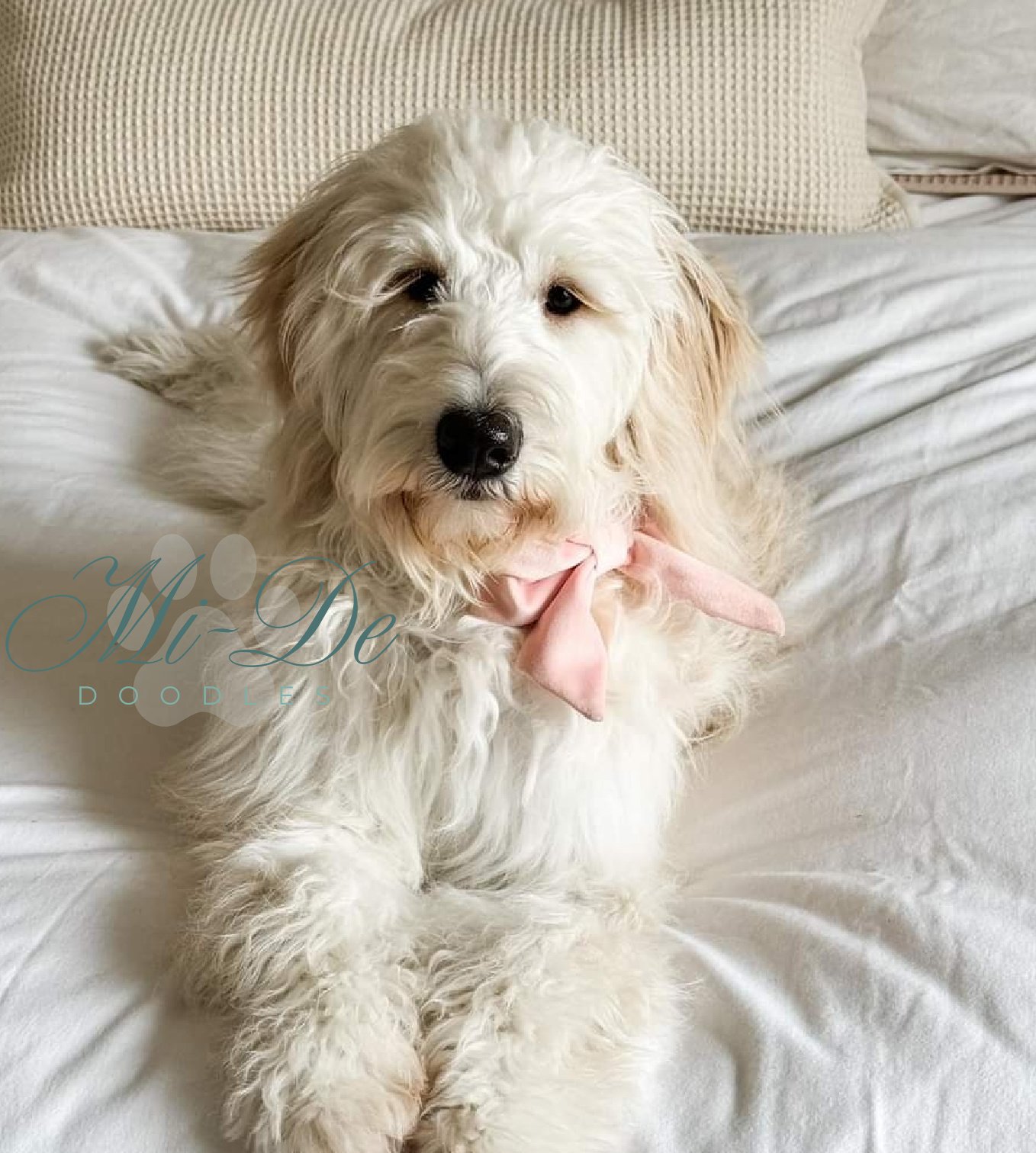 A fluffy white goldendoodle with light brown ears lies on a white bed, wearing a light pink bow around its neck. The dog looks relaxed and is facing the camera, with its front paws crossed.