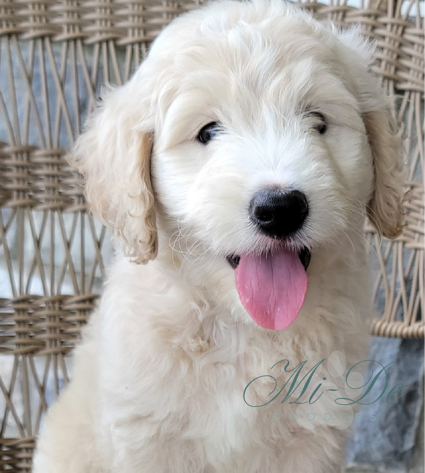 A fluffy cream-colored labradoodle puppy with curly fur sits on a woven chair, mouth open and tongue out, looking happy.
