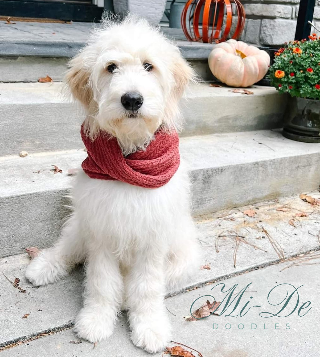 A fluffy white goldendoodle with wavy fur sits on outdoor steps, wearing a red scarf. Behind the dog, there are pumpkins and stone walls. The text Mi-De Doodles appears in the lower right corner.