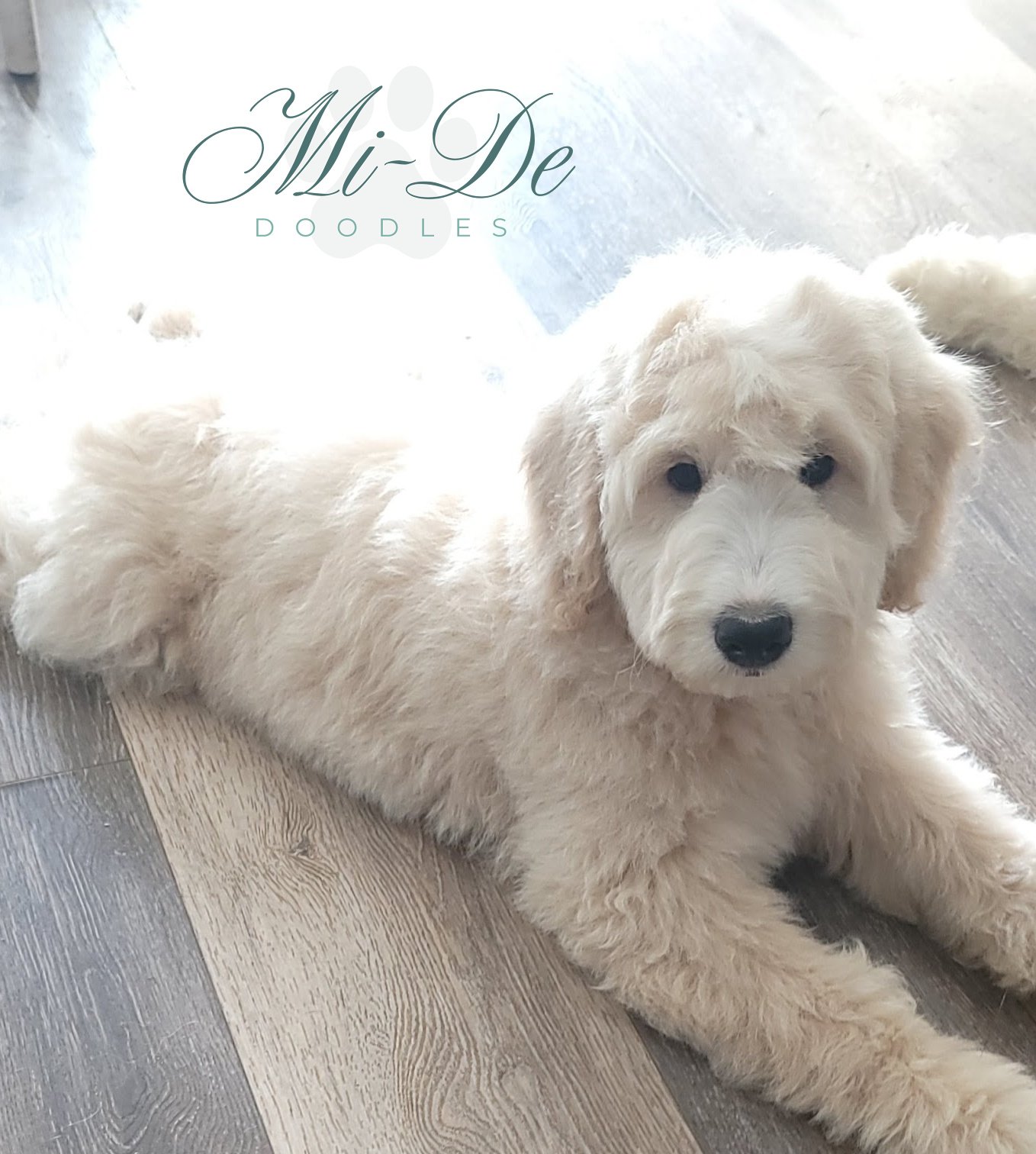A fluffy, cream-colored goldendoodle puppy with curly fur lies on a wood floor, looking at the camera. The text Mi-De Doodles appears in cursive at the top left of the image.