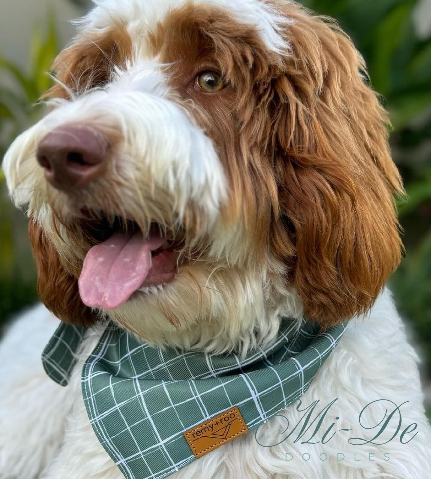 A fluffy brown and white labradoodle with wavy fur and a green plaid bandana sits outdoors, mouth open and tongue out. The logo “Mi-De Doodles” appears in the bottom right corner.