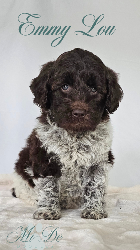 Emmy Lou, a chocolate and white parti doodle puppy with curly fur, sits on a cream blanket against a pale background.