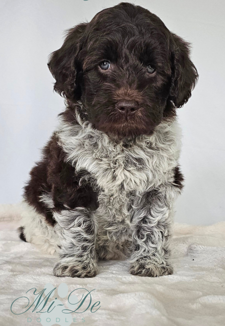 A fluffy, brown and white puppy with curly fur sits on a soft, light blanket. The name Emmy Lou is written above the puppy, and Mi-De Doodles is in the lower corner. The background is plain and light-colored.