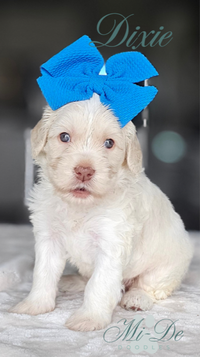 A fluffy white puppy sits on a soft surface, wearing a large bright blue bow on its head. The name Dixie appears above in script, and Mi-De Doodles is written at the bottom of the image.