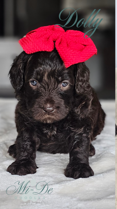 Dolly, a Chocolate Labradoodle Puppy puppy