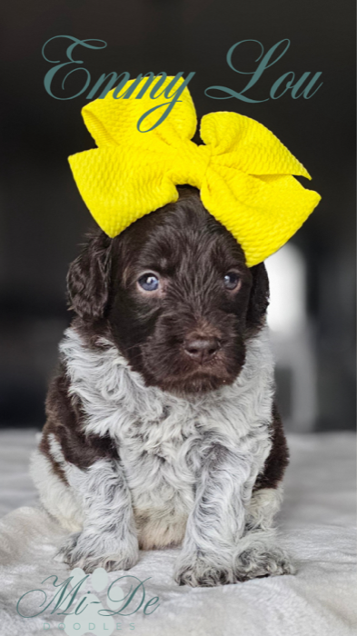 A fluffy black and white puppy with curly fur sits on a soft surface, wearing a large bright yellow bow on its head. The name Emmy Lou is written above, and Mi-De Doodles is at the bottom.