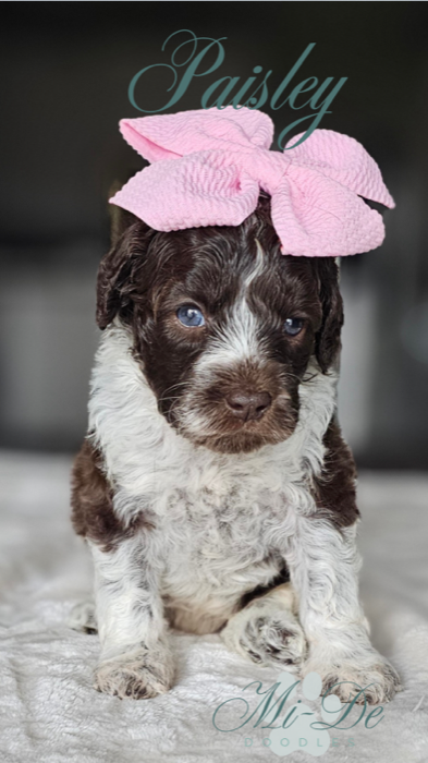 A fluffy brown and white puppy with blue eyes sits on a soft surface, wearing a large pink bow on its head. The name Paisley appears above, and “McDoodles” is written faintly at the bottom.