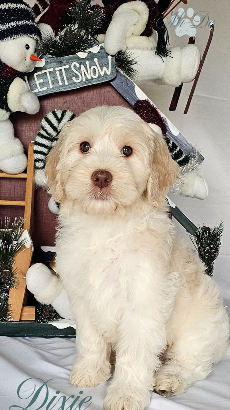 A fluffy cream-colored puppy sits in front of a festive winter scene with snowmen, evergreen branches, and a sign that says Let It Snow. The name Dixie is written at the bottom.