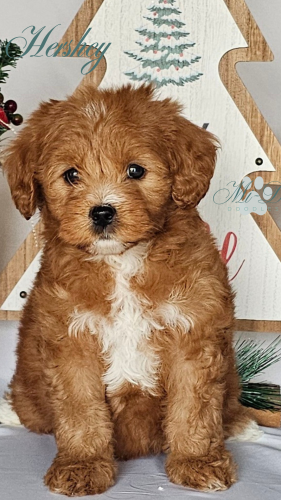 A fluffy brown and white puppy with curly fur sits in front of a festive background with a wooden Christmas tree and greenery.