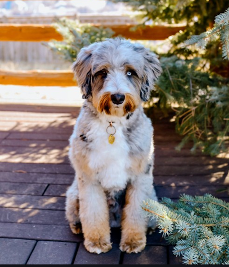 Ivy × Winston — Bernedoodles