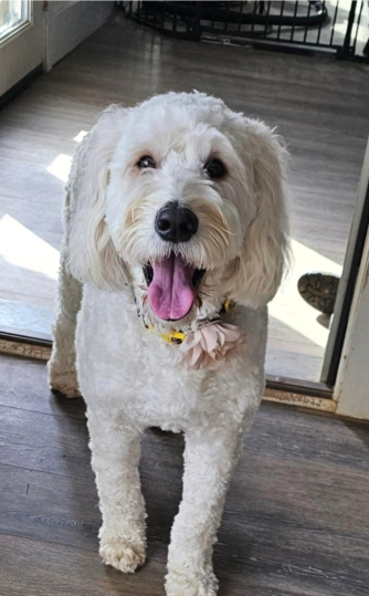 Ivy × Winston — Bernedoodles — photo 2 of 2