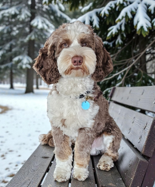 Jasper, a Goldendoodle & Bernedoodle