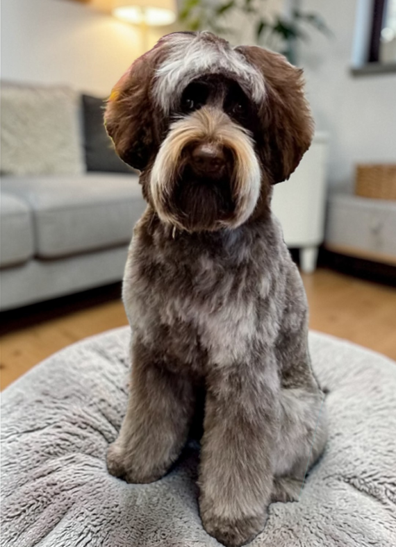 A fluffy brown and white dog with a neatly groomed coat sits on a gray textured cushion in a cozy living room with wooden floors and a sofa in the background.