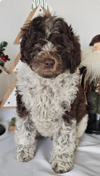 A fluffy brown and white puppy with curly fur sits indoors in front of a wooden Christmas tree decoration and a Santa figurine, looking directly at the camera.